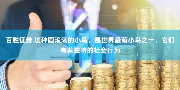 百胜证券 这种圆滚滚的小鸟，是世界最萌小鸟之一，它们有着独特的社会行为